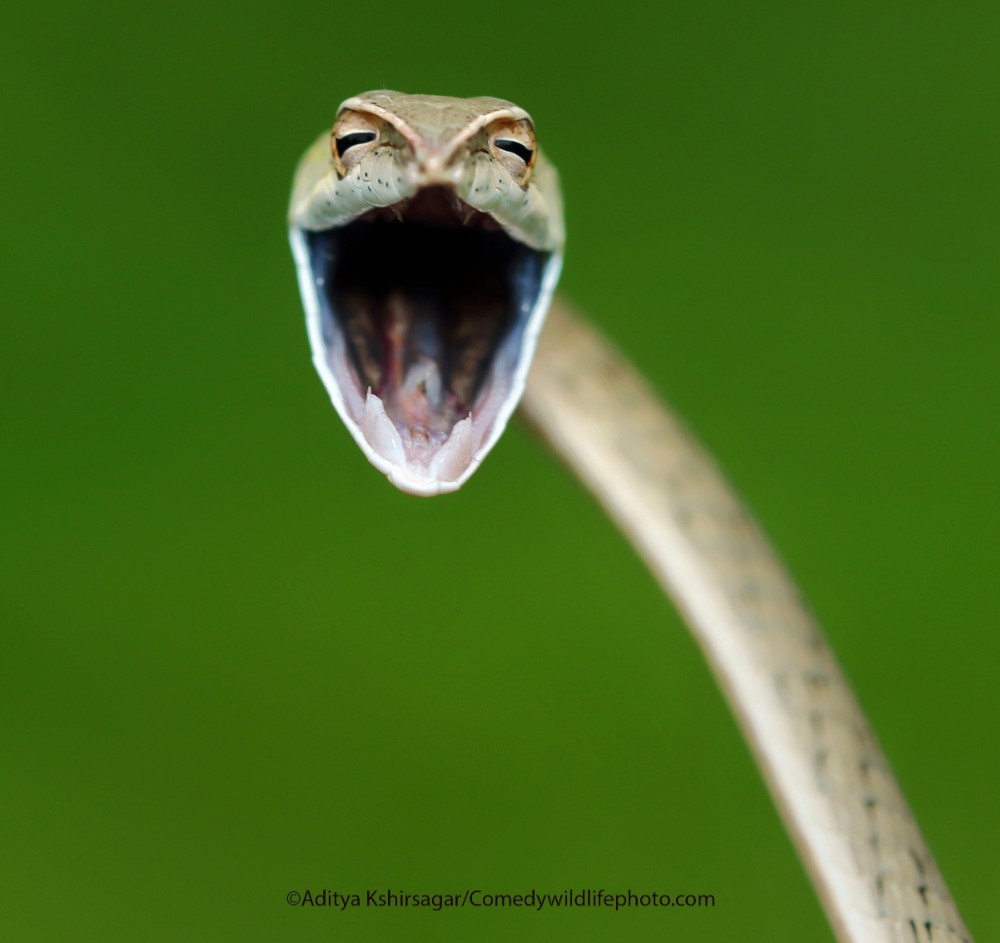 Comedy Wildlife Photography Awards