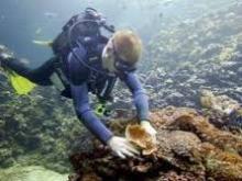 Alertan sobre daños crecientes en arrecifes coralinos cubanos por cambio climático
