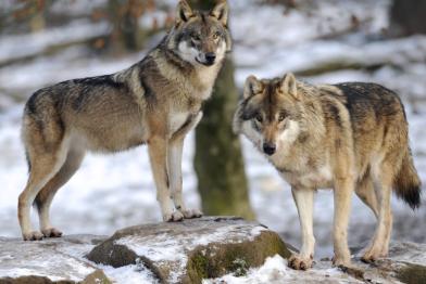 lobos