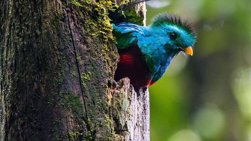 ¿Dónde avistar aves?... En Guatemala