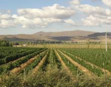 Buenos Aires y su novedosa Ruta del Vino
