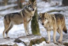 lobos