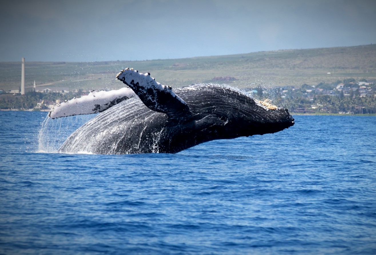 ballenas