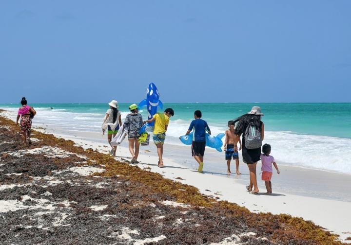 Yucatán sargazo