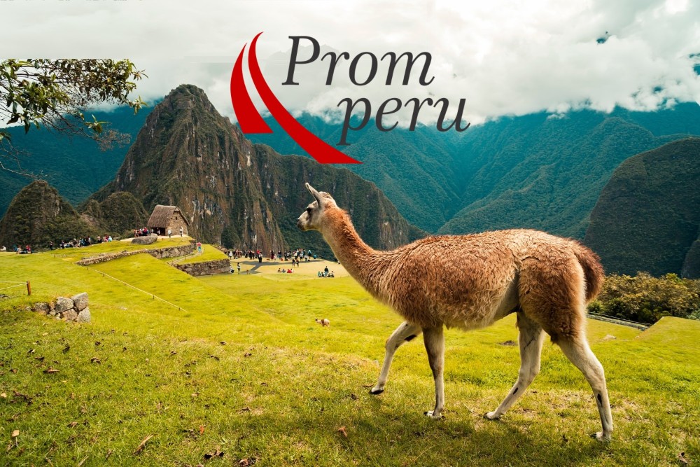 Llama en el Machu Picchu con el logo de PormPerú encima 