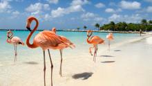 Aruba quiere ser una novia que enamore a los turistas