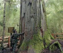 Argentina presenta la Huella Andina, sendero de 560 kilómetros por parques nacionales