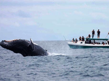 Las ballenas llegan a la costa de Ecuador