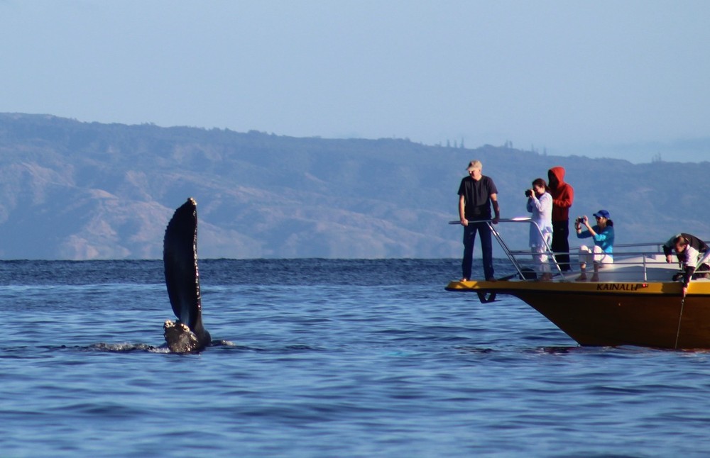 ballenas