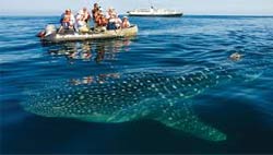 Galápagos atrapará a artistas estadounidenses