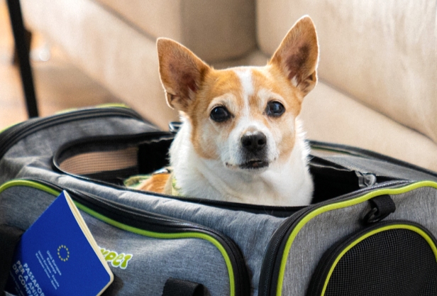 volar con mascotas
