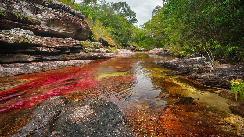 Potenciarán Caño Cristales en Colombia como destino turístico mundial