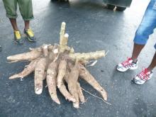 Cangre de yuca asombra en feria agropecuaria santiaguera