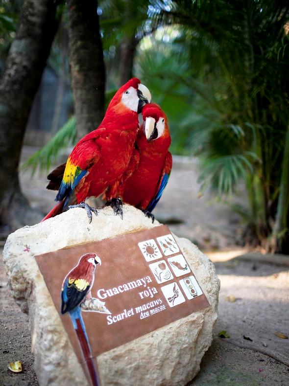 México: Parque Xcaret, en Riviera Maya, obtiene Récord Guinness por su programa de crianza de guacamayas