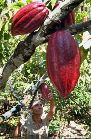 La cadena de valor del cacao y el chocolate