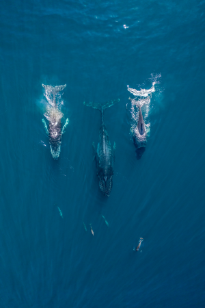 Avistamiento de Ballenas Créditos Estado de Guerrero