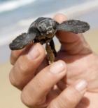 Panamá: Lanzan programa para conservación de tortugas