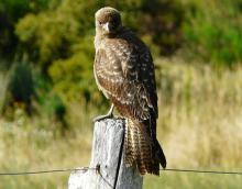 Observación de aves en la Patagonia