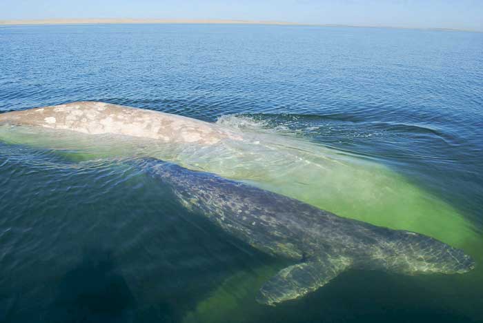 ballenas