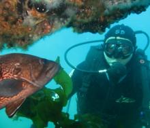 Argentina subacuática: lugares y propuestas diversas para el buceo