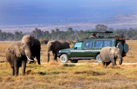 Desarrollo del turismo en África amenazado por delitos contra la vida silvestre