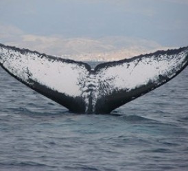 Ecuador: Temporada de observación de ballenas transcurre entre junio y octubre