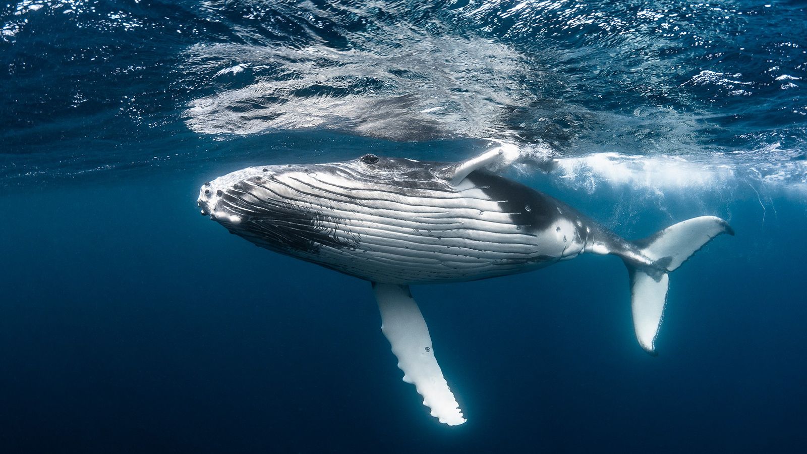 ballena azul