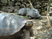 Ecuador: Ministra de Turismo asegura que degradación de Islas Galápagos es resultado de años de descuido