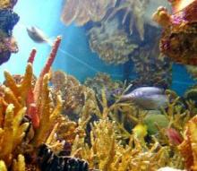 Alertan sobre deterioro de corales en el Caribe