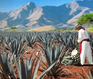 Unesco ratifica a paisaje mexicano de cultivos de agave como Patrimonio Mundial