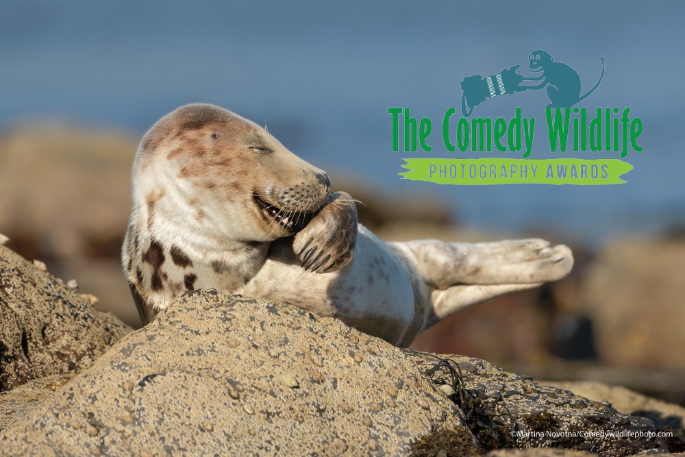 Comedy Wildlife Photography Awards