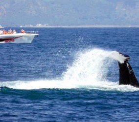 República Dominicana: Samaná vuelve a ser desde enero la casa de las ballenas jorobadas