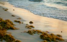 10 playas del Caribe con menos sargazo