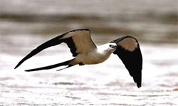 Las aves migratorias se dan cita en Guanahacabibes