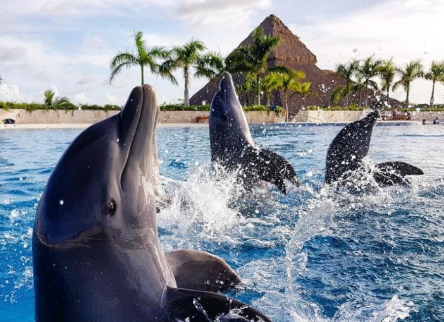 Dolphin Discovery Punta Cana