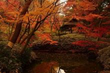 Decídete por un turismo otoñal en Tokio