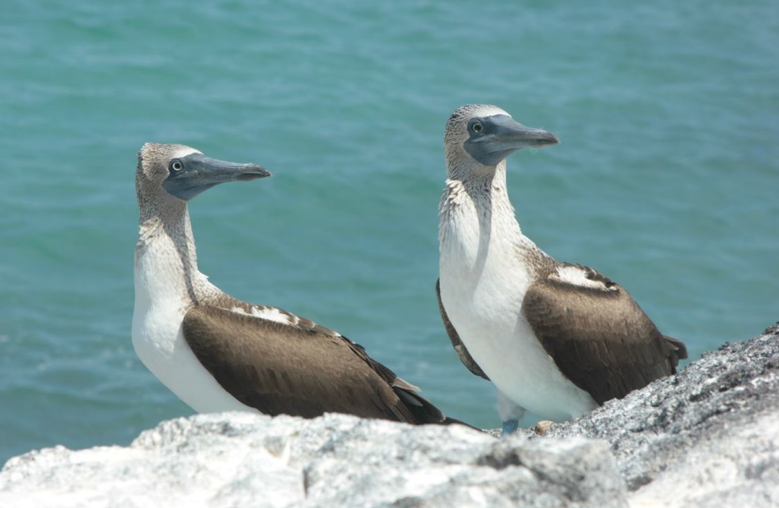 Las Galápagos