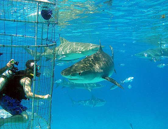 Turismo “de tiburones” podría duplicar su volumen en próximos años