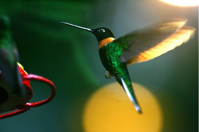 Perú camino a consolidarse como destino para la observación de aves