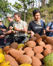 Frutas Exóticas o Tropicales: Exquisitas y Saludables