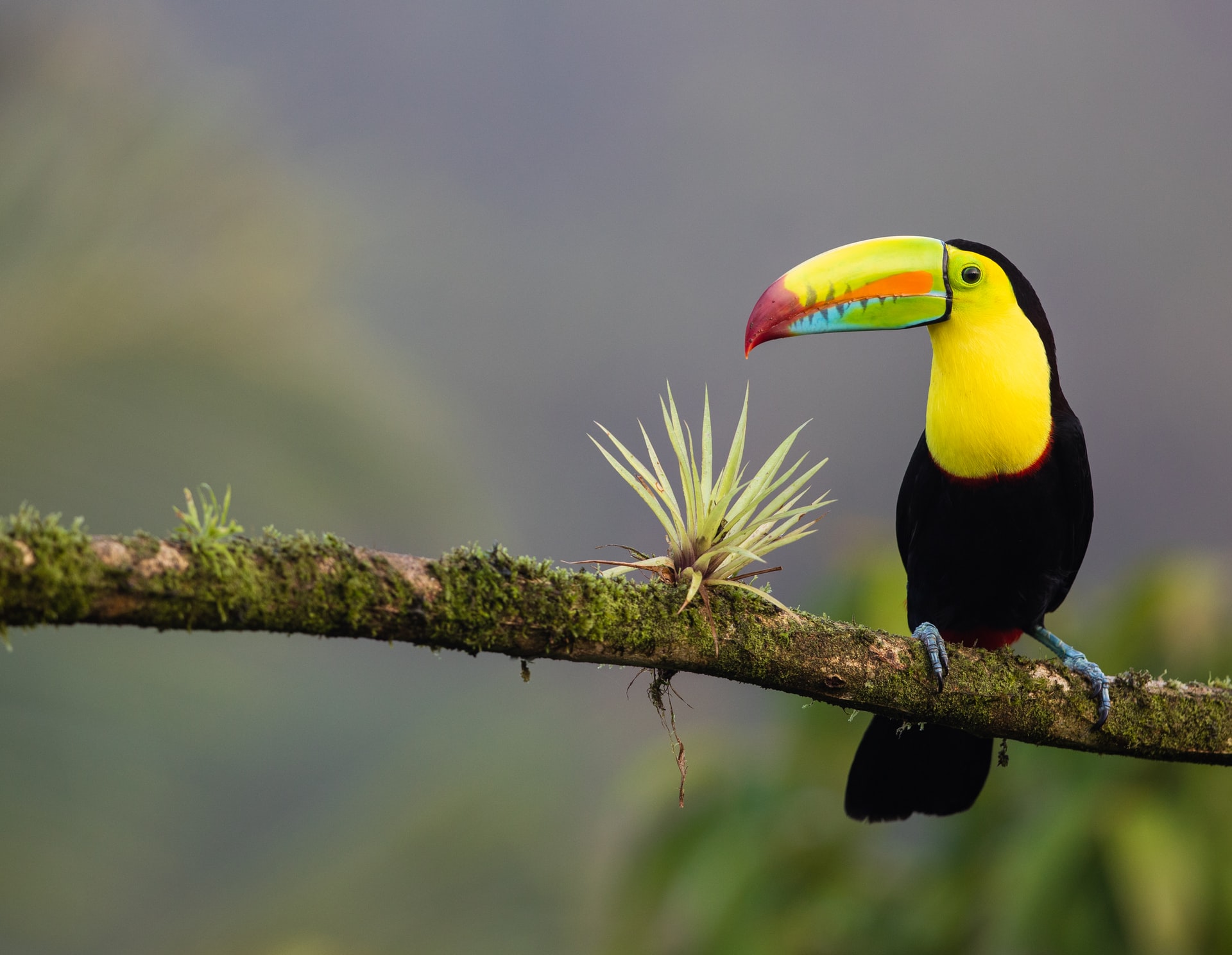 tucán en una rama, en Costa Rica