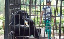  Zoológico de Guatemala recibe a seis chimpancés procedentes de Suecia