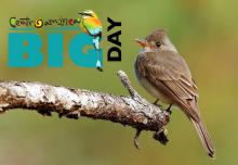 Central America Big Day 2026