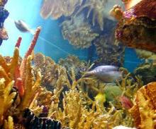 Concluyó encuentro de fotografía subacuática Imasub 2014