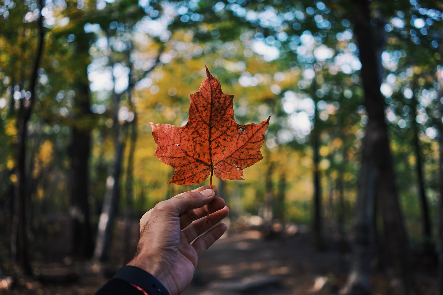 hoja de maple en una mano, Canadá