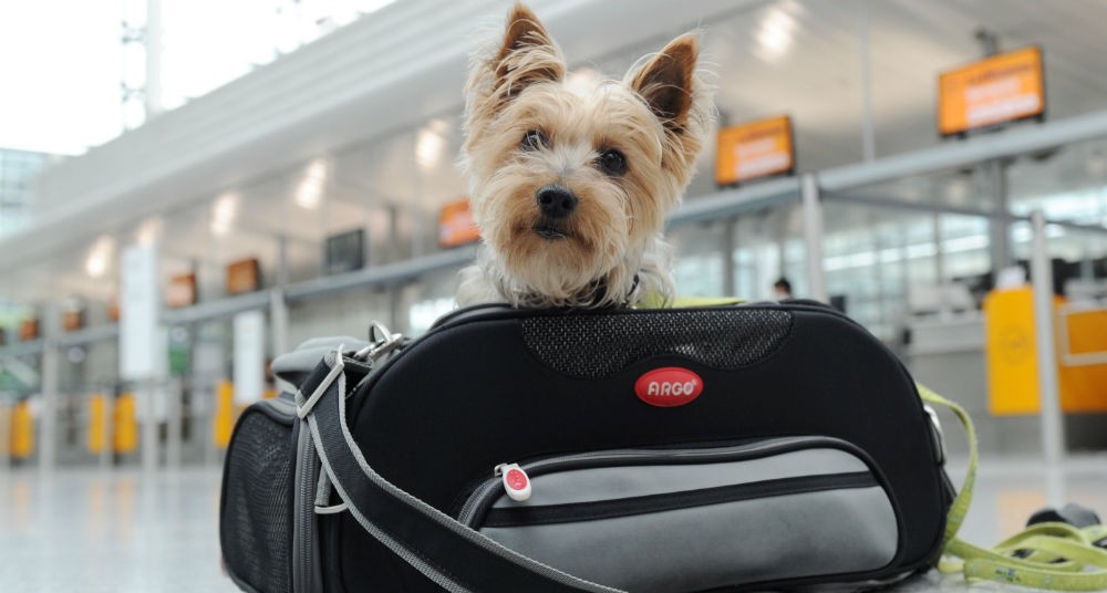 Aerolíneas desean limitar las mascotas en cabina