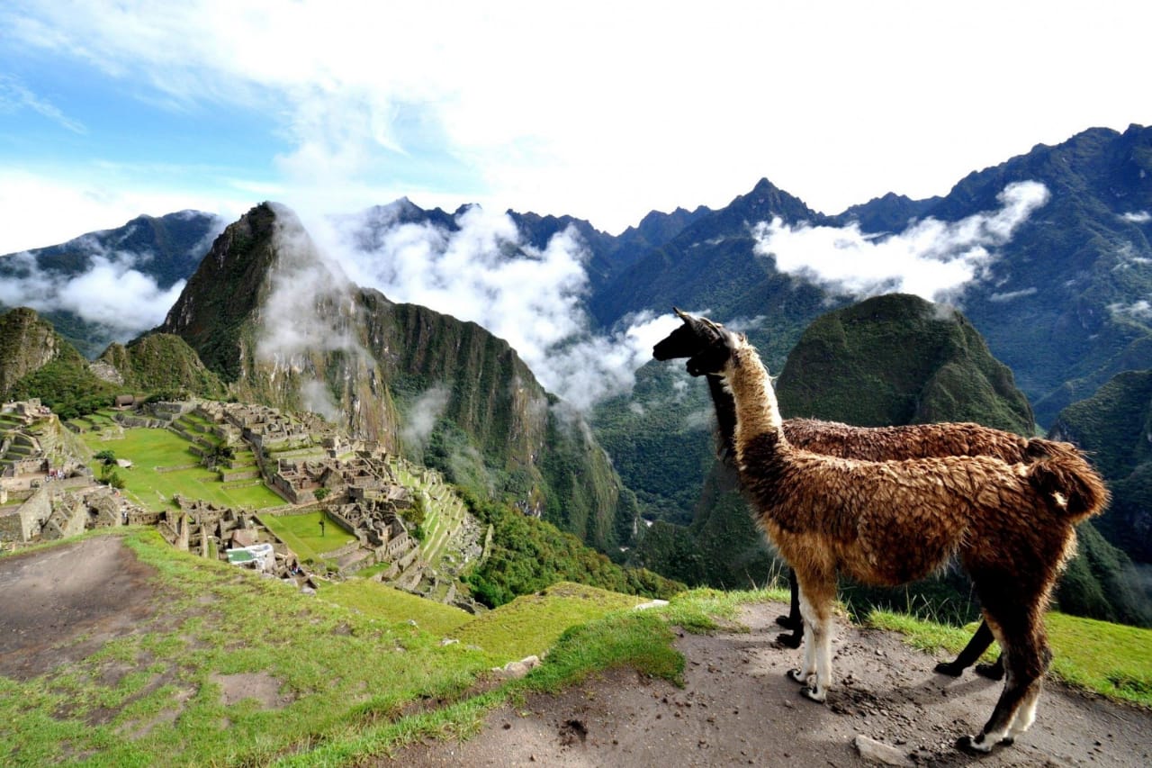 llama en Perú