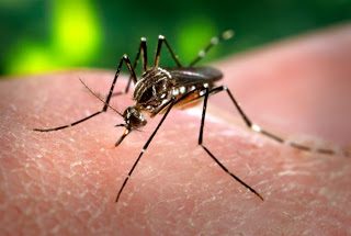 El Dengue se propaga por el  mundo