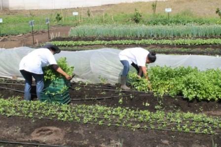 Agricultura familiar: retos de la seguridad alimentaria en el Caribe