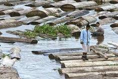 Perú: Descubrimiento de especies por deforestación de la Amazonía conlleva al inicio de su extinción, según conservacionistas